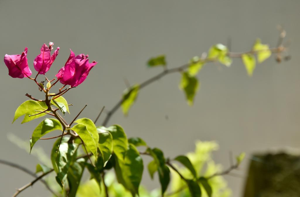 מיריסה Garden Inn מראה חיצוני תמונה